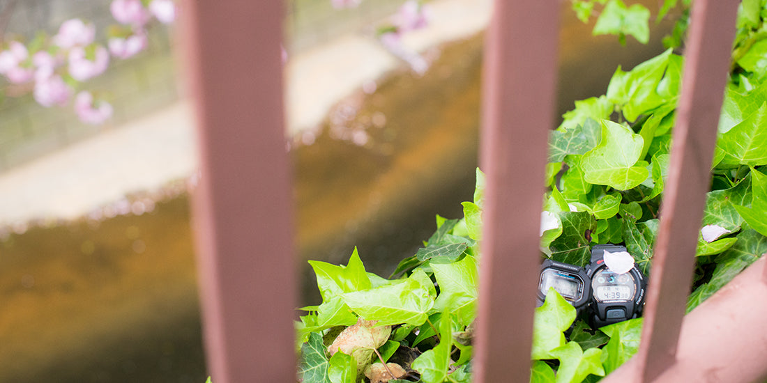 2015.05『柵桜』PHOTO：伊藤明日香