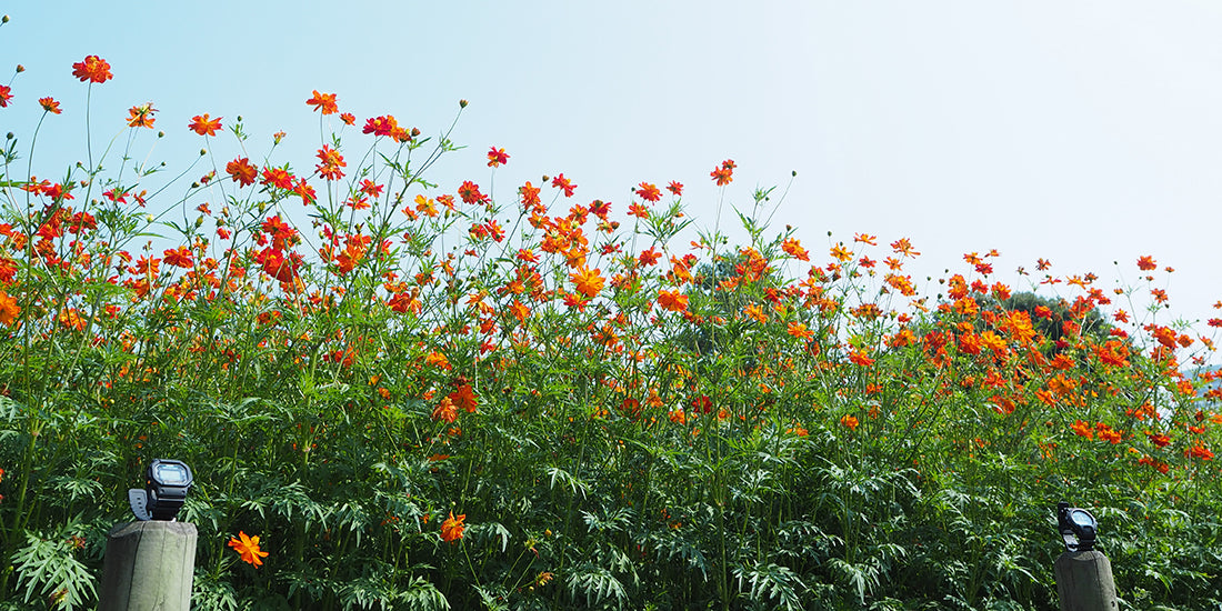 2015.09『黄花』PHOTO：齋あきよ